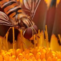 Marmalade Hoverfly 4 